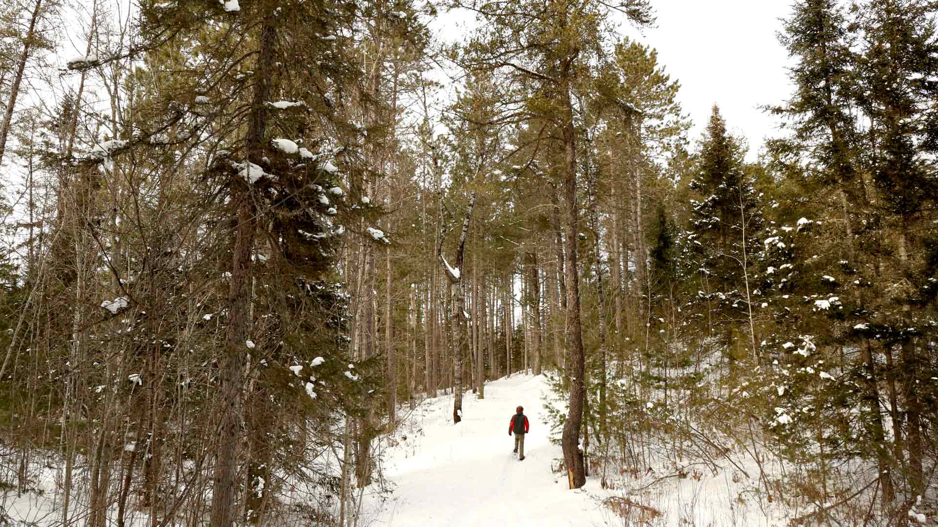 Person snowshoeing through the forest of Deerskin Snowshoe Trails in Vilas County, Wisconsin