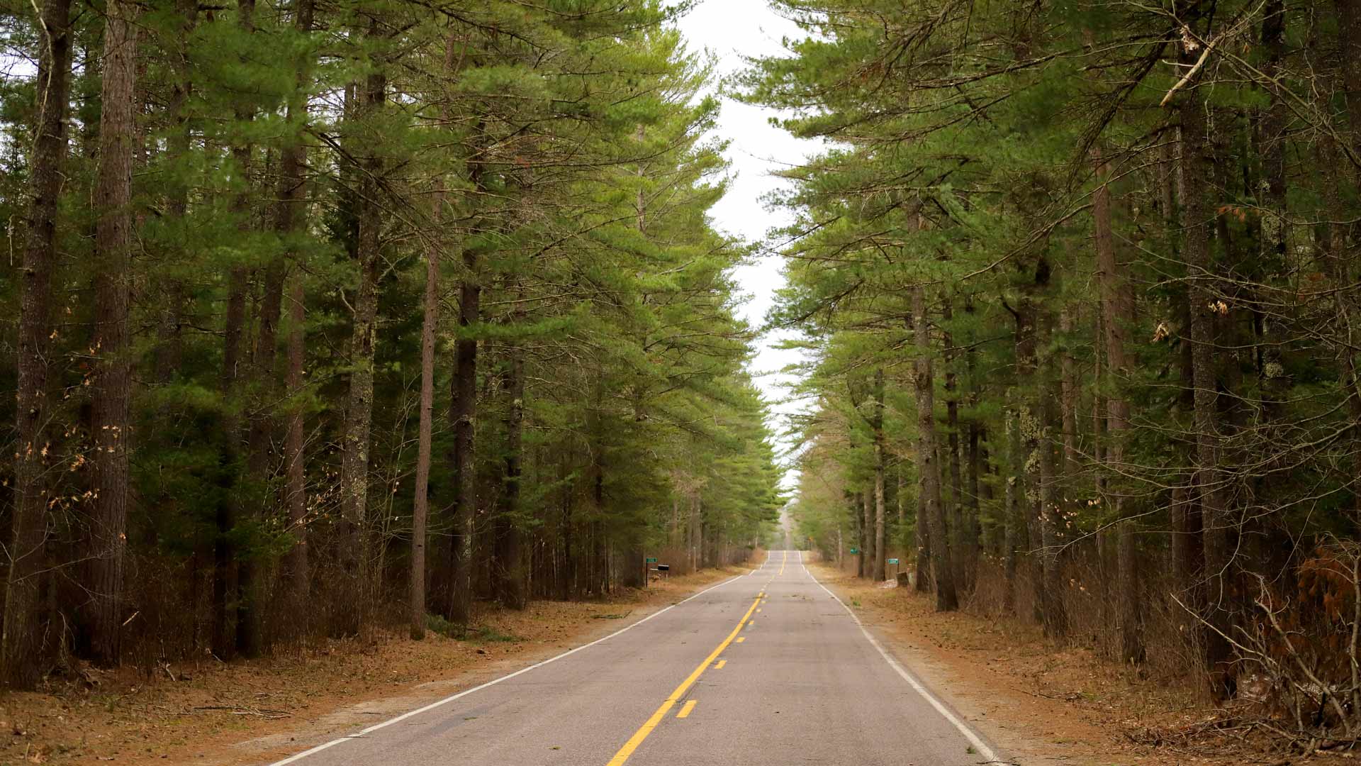 Road through the woods of Eagle River-Land O’ Lakes Bike Route in Vilas County, Wisconsin