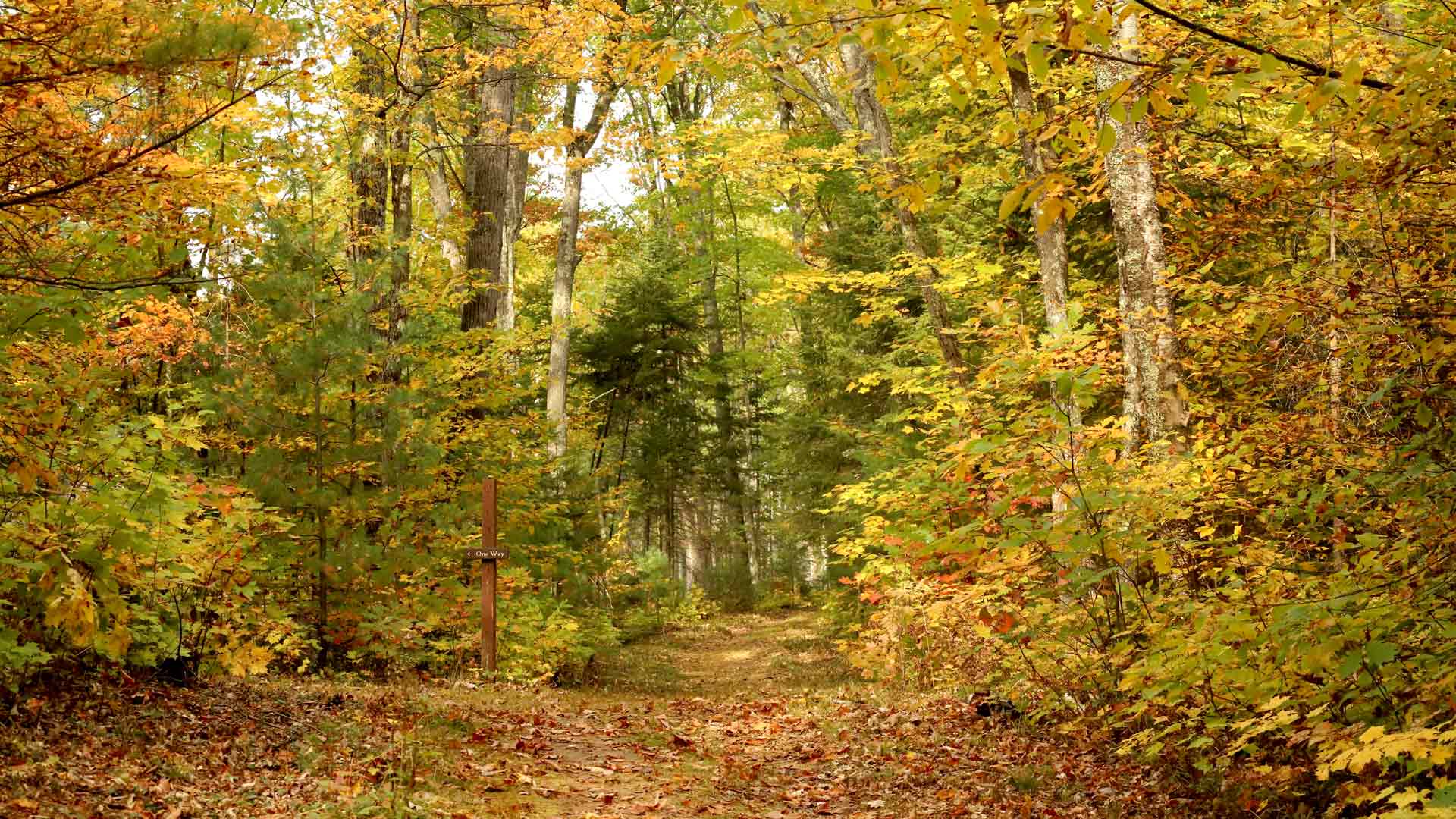 Path through fall forest of Escanaba-Pallette Lake Trails in Vilas County, Wisconsin