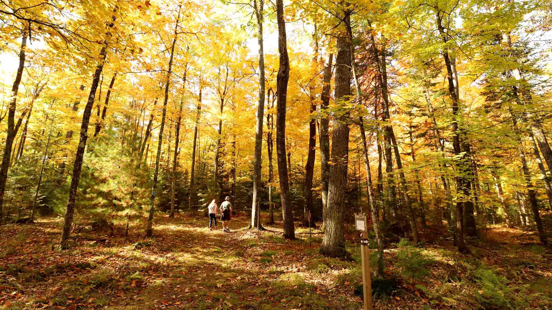 Couple hiking through the fall woods of Fern Ridge Trail in Vilas County, Wisconsin
