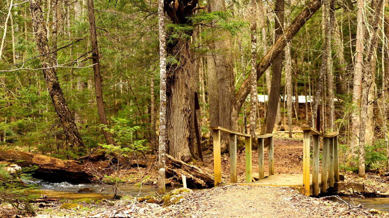 Franklin Nature Trail - Vilas County, WI