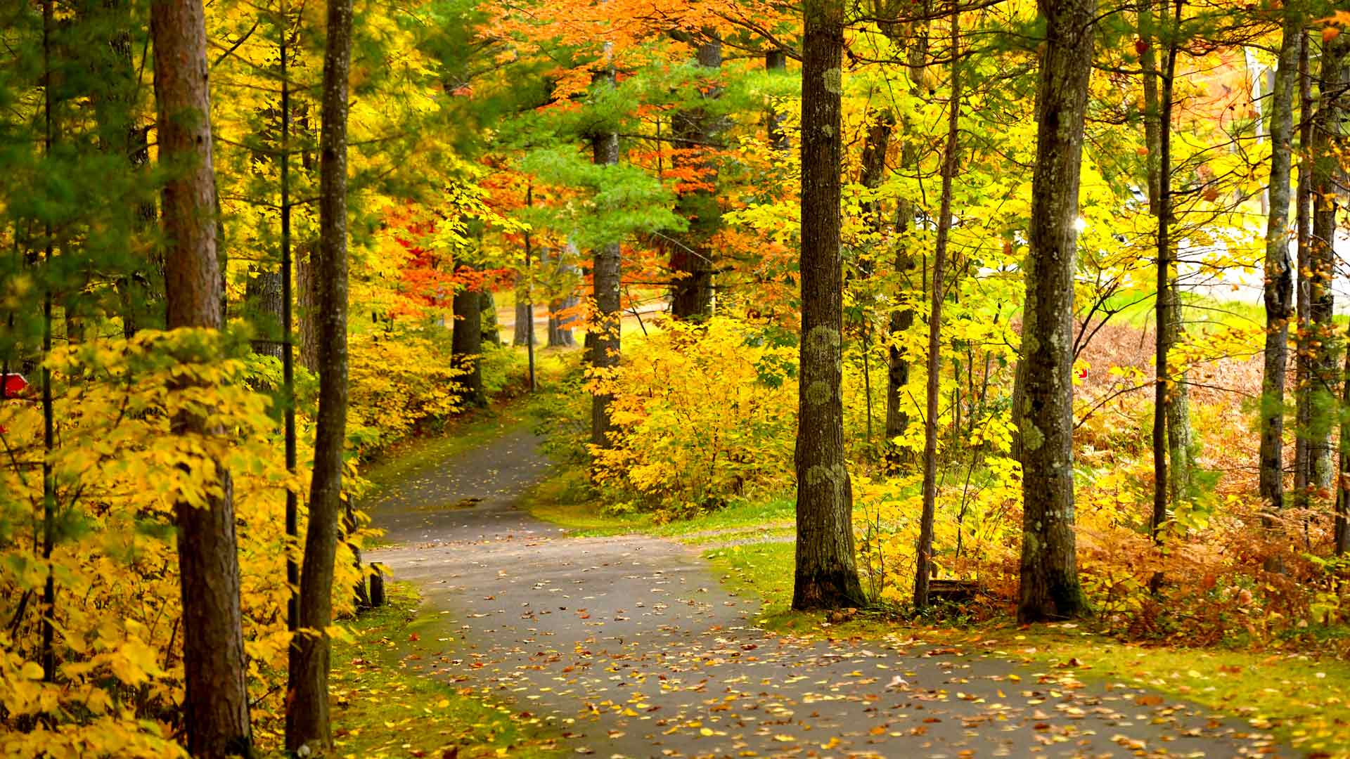 Path through the fall forest of Heart of Vilas Trail Mercer segment in Vilas County, Wisconsin