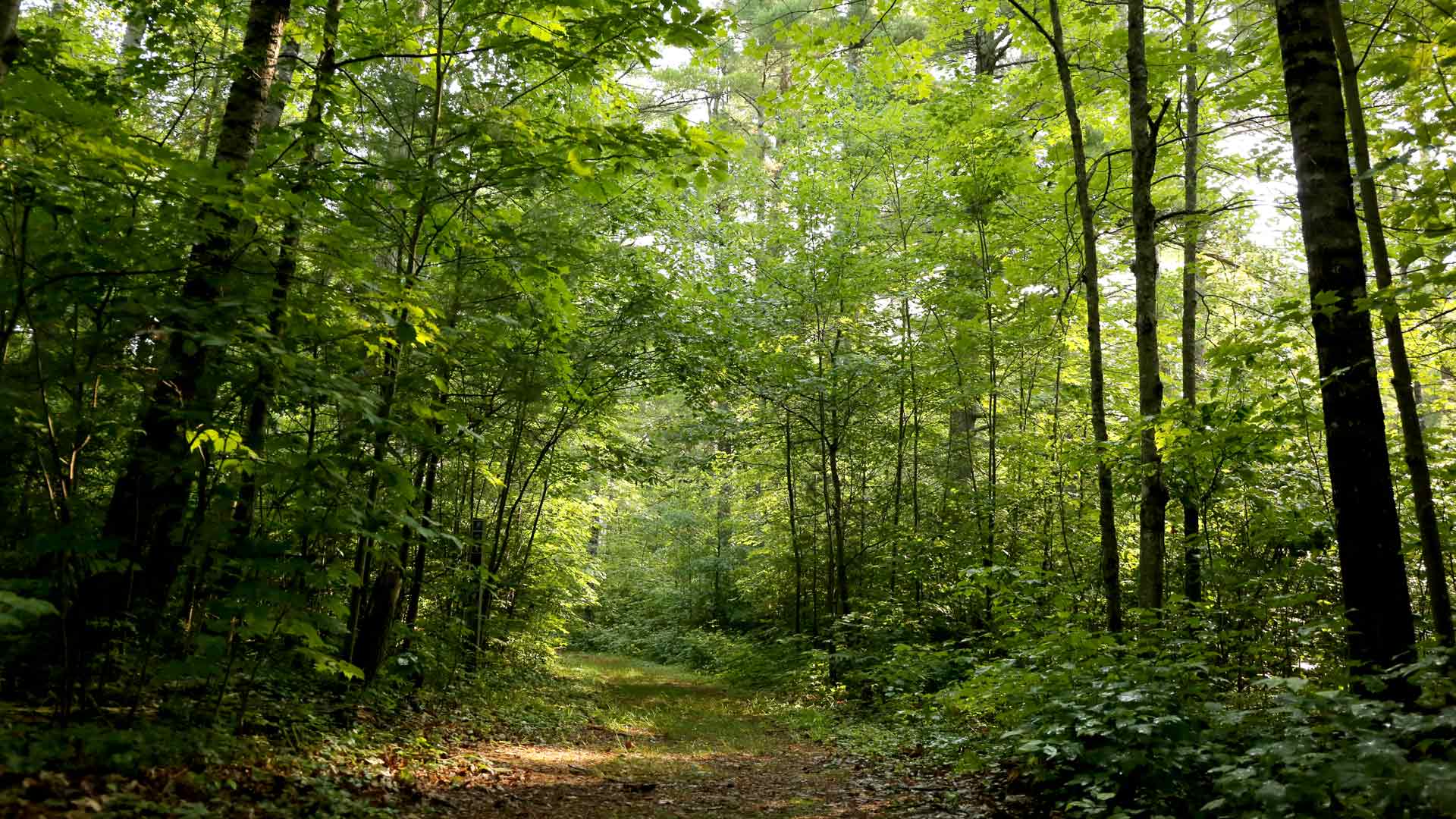 Path through lush green forest of the Lumberjack Trail in Vilas County, Wisconsin