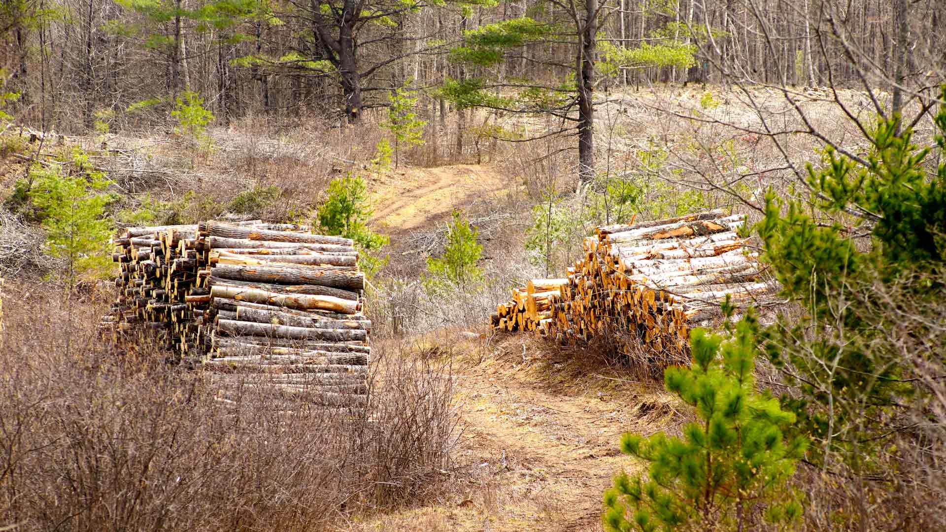 Hilly path with stacked, cut logs on Langley Lake Trails in Vilas County, Wisconsin