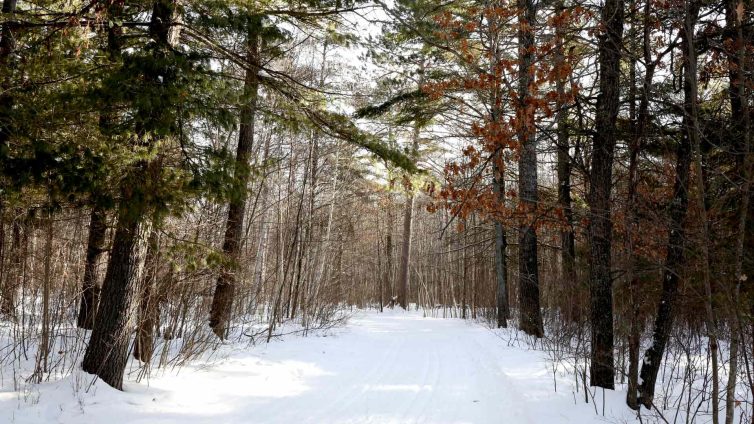 Snowy path through the woods of Madeline Trail in Vilas County, Wisconsin