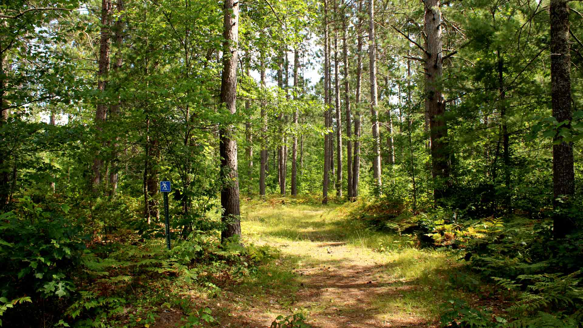 Path through green forest of Pioneer Creek Trail in Vilas County, Wisconsin
