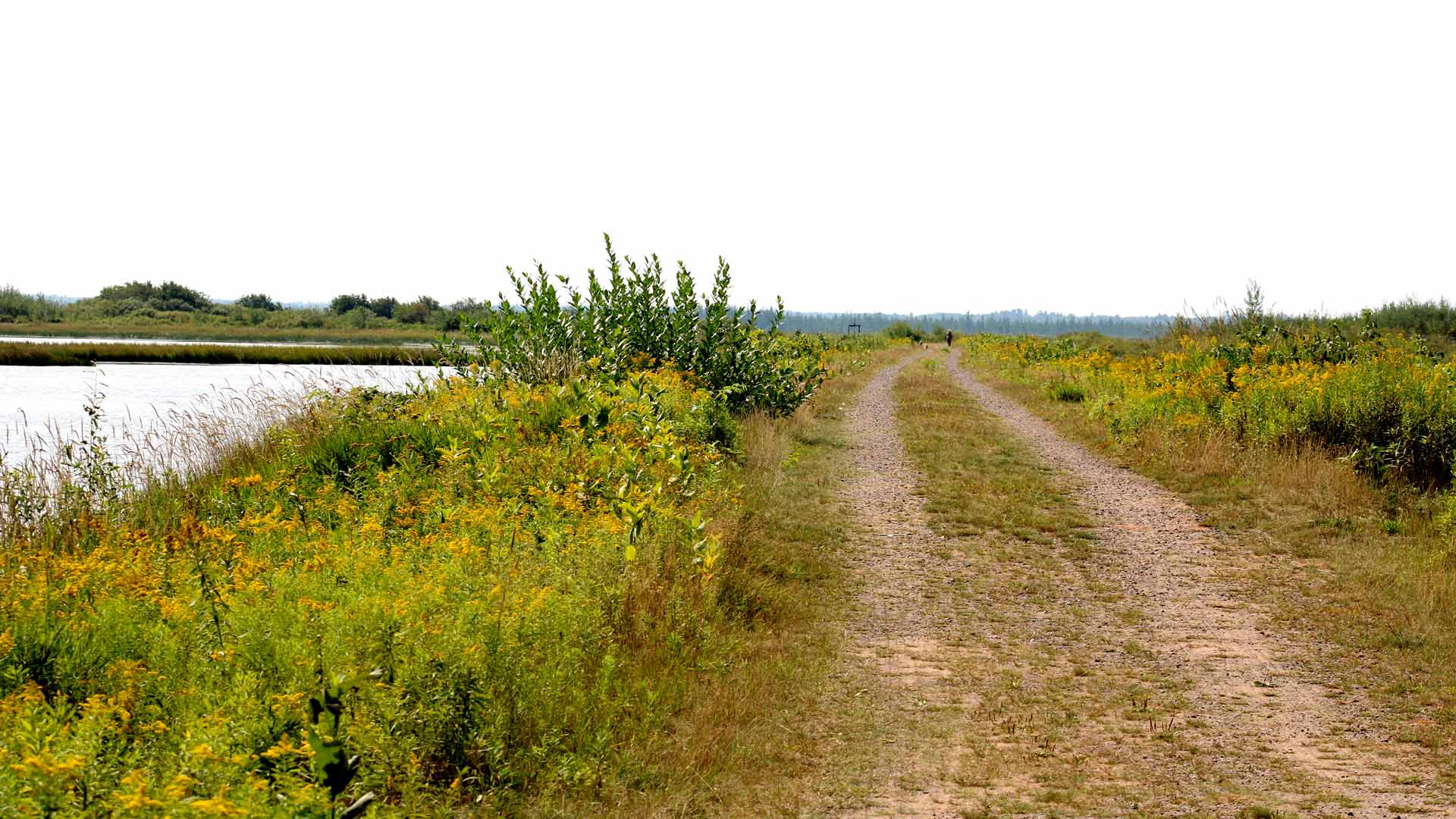 Path next to Powell Marsh in Vilas County, Wisconsin