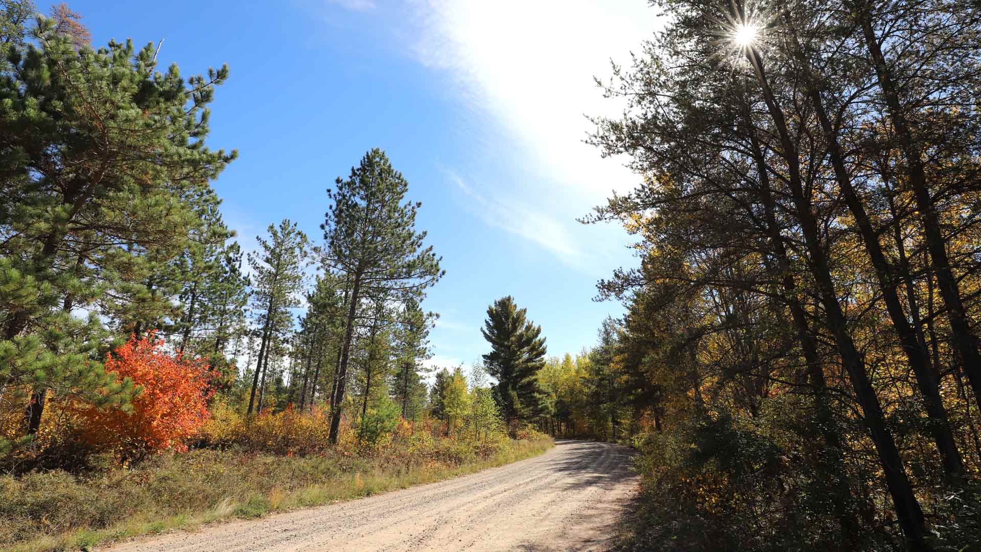 Road through forest of Vista Lake Bike Routes in Vilas County, Wisconsin