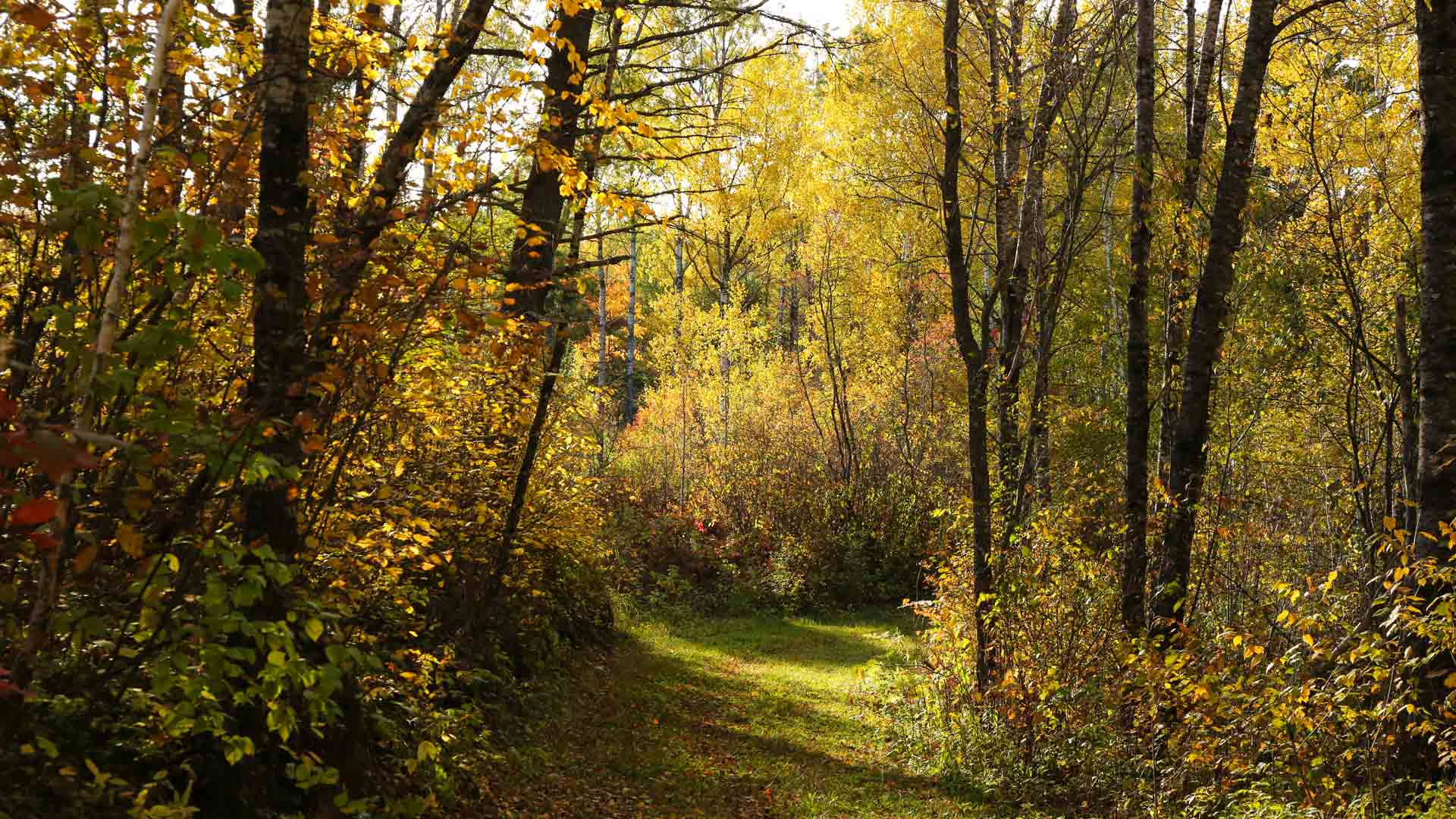 Path through fall forest of Shannon Lake Trail in Vilas County, Wisconsin