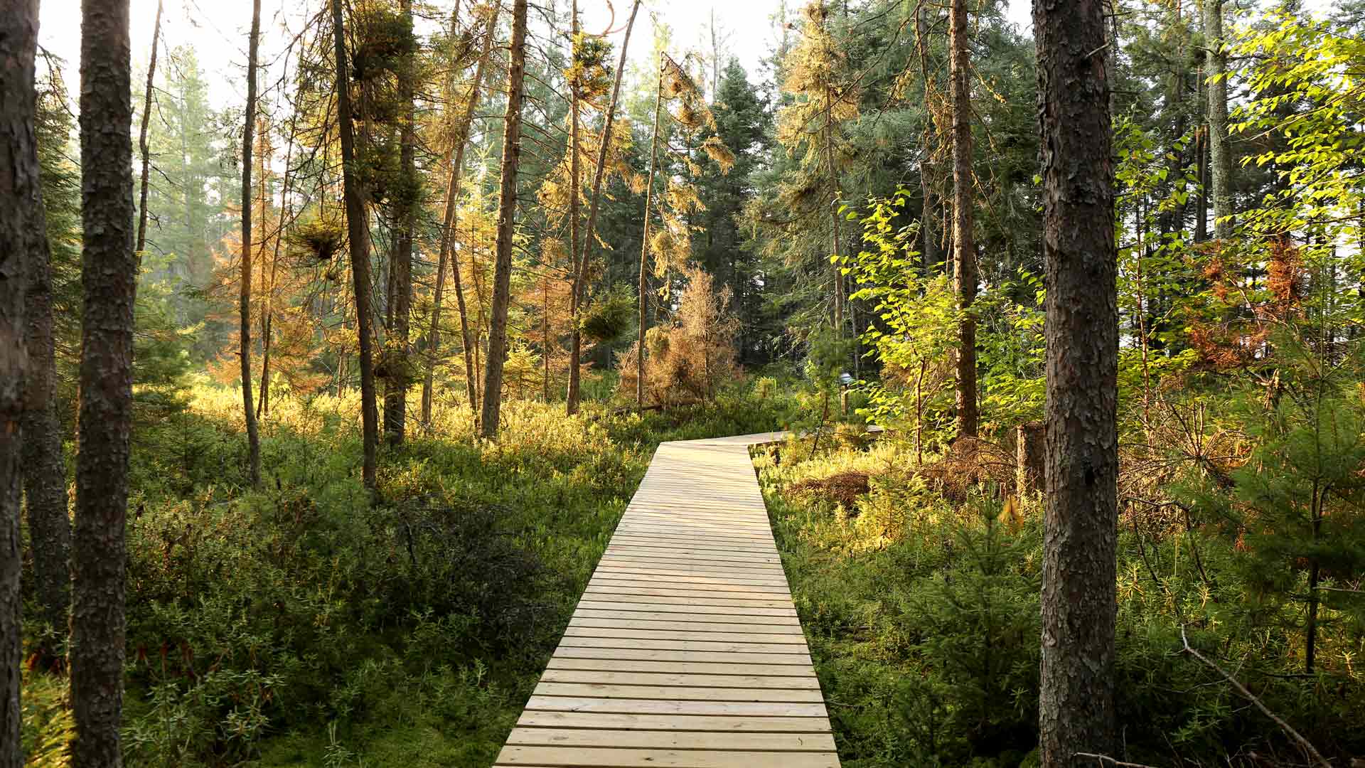 Boardwalk through the woods of Star Lake Nature Trail in Vilas County, Wisconsin