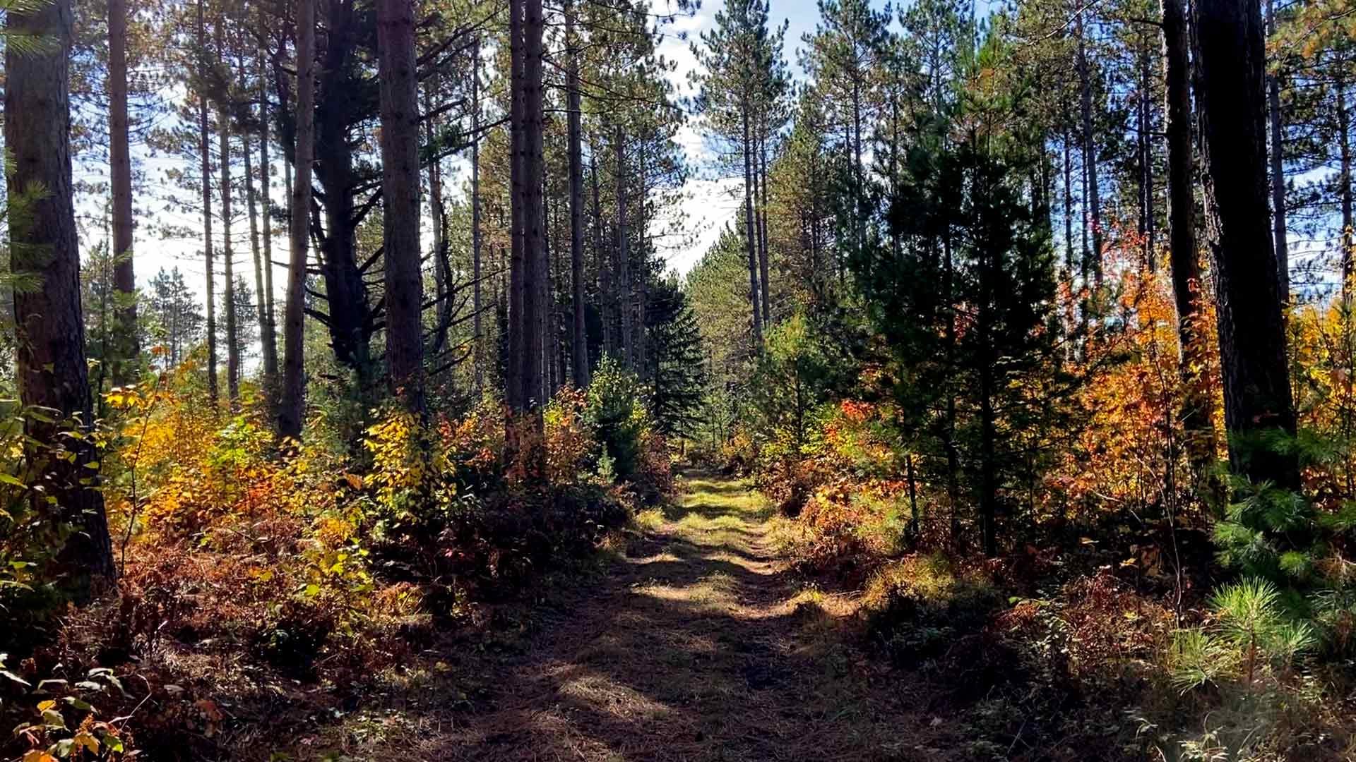 Path through fall forest of Torch Lake in Vilas County, Wisconsin