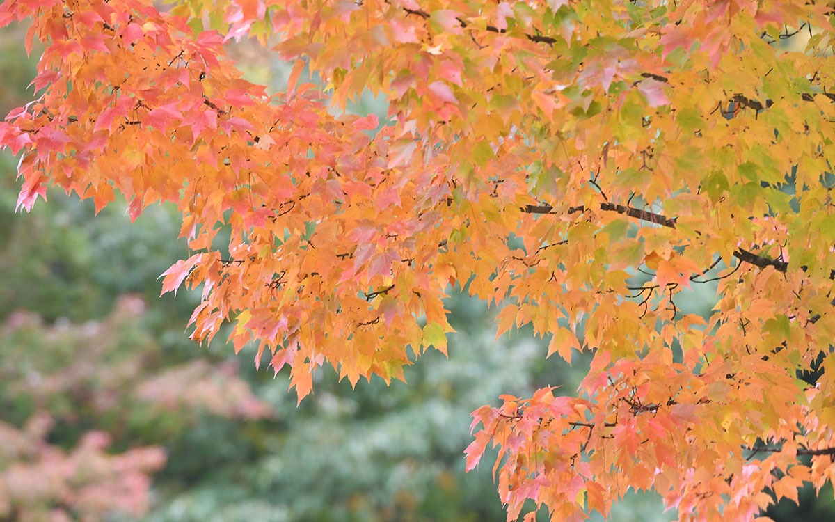 Fall color trees