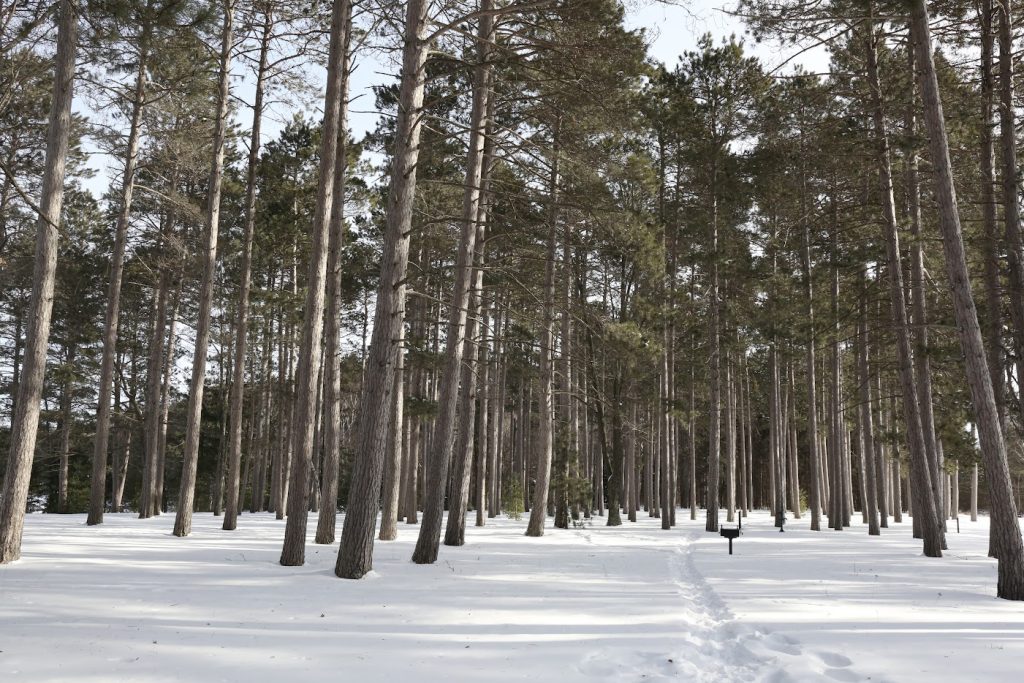 Tara Lila Guided NATURE HIKE - Crystal Lake Campground Vilas County 20210217187A3389 1024x683