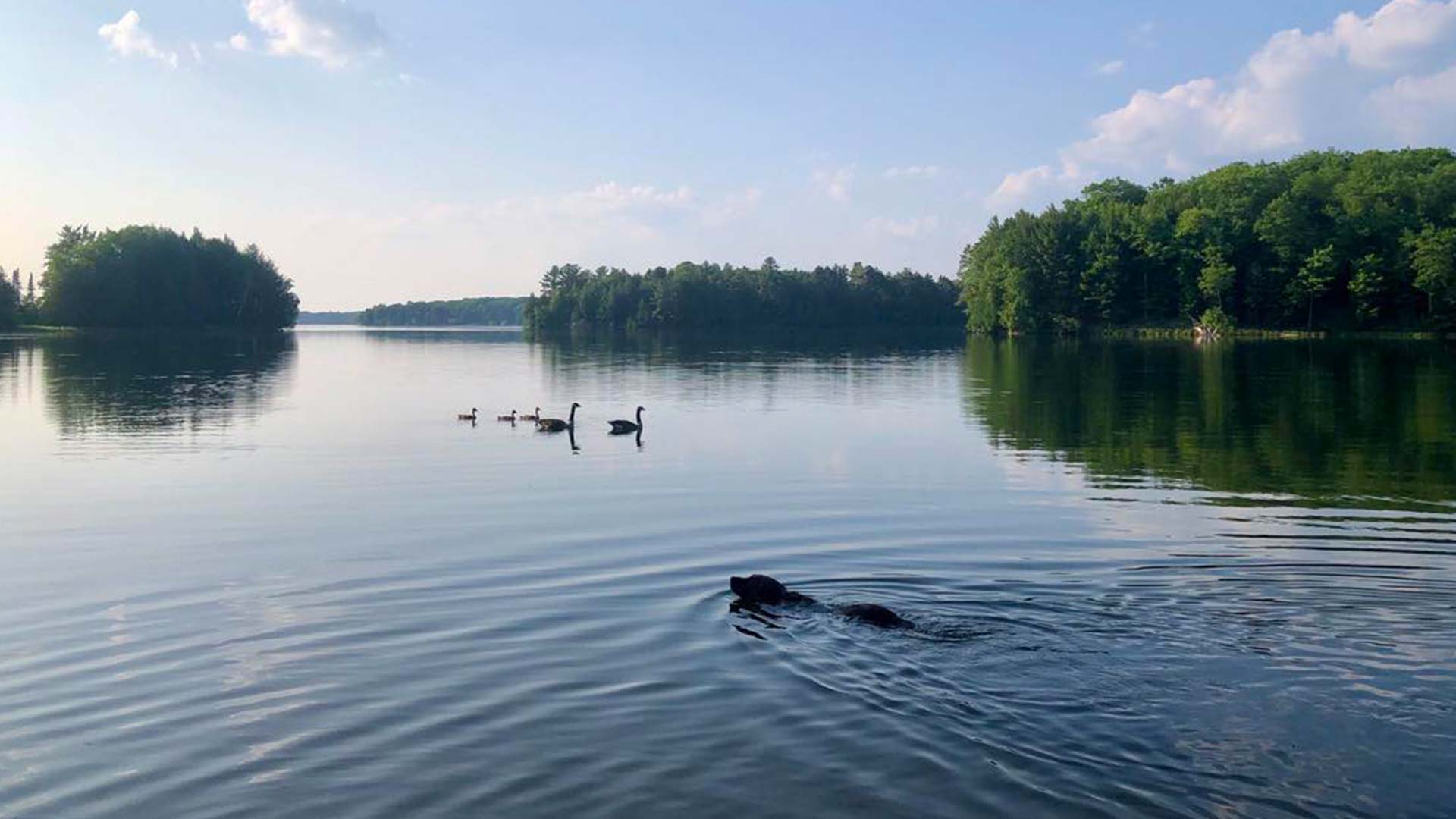 Dog swimming in lake in Arbor Vitae