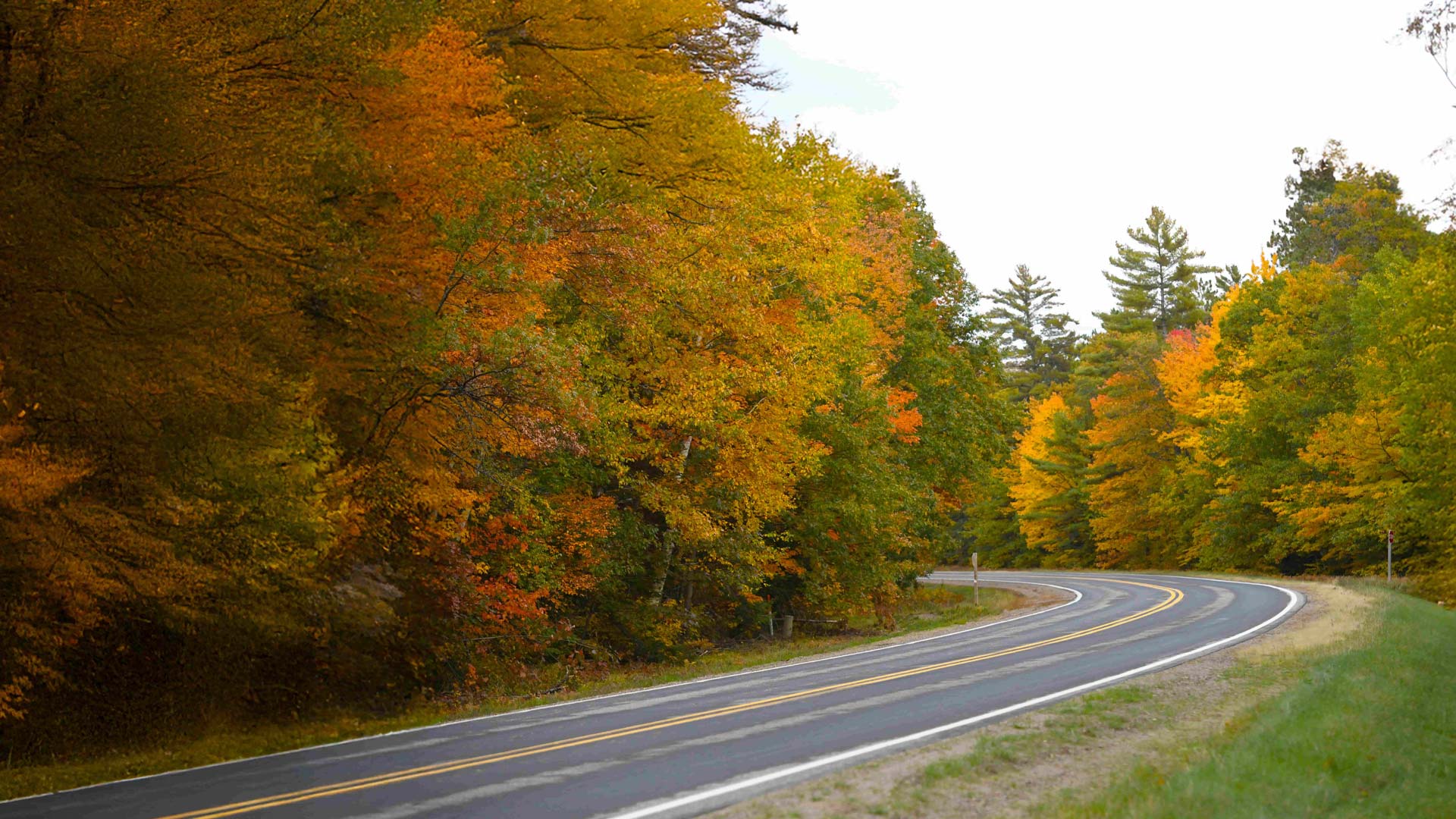 Road winding behind fall color trees