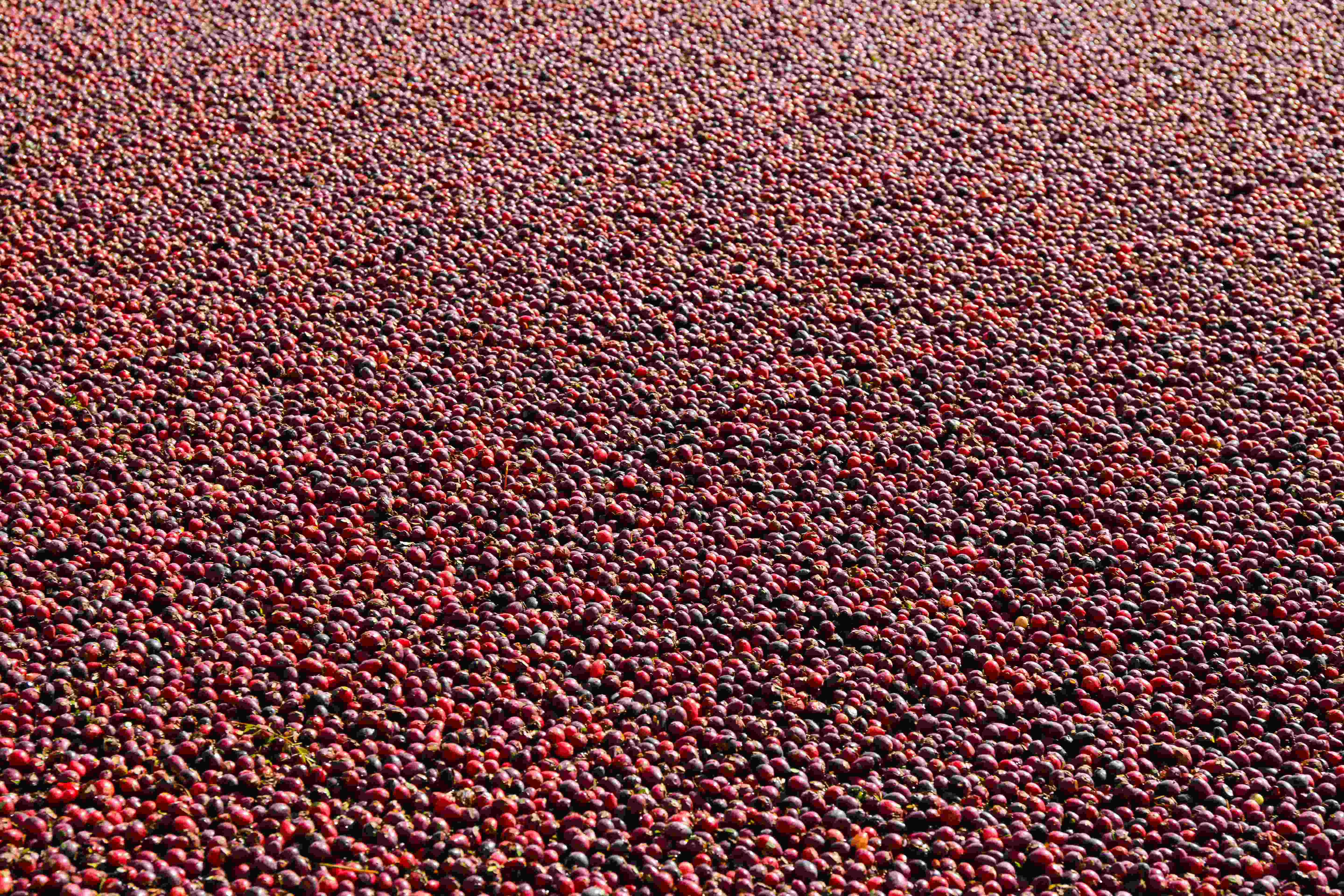 Cranberries at a marsh in Vilas County Wisconsin