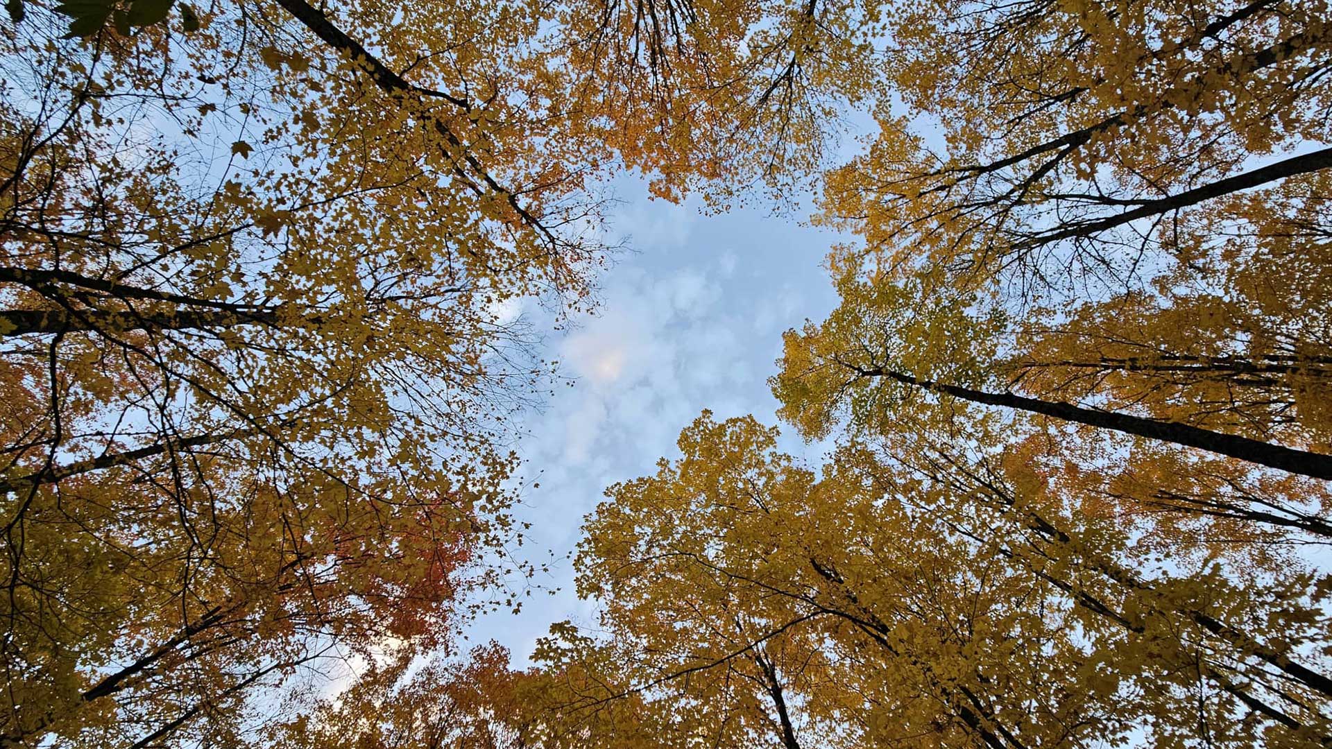 Fall color in Vilas County in northern Wisconsin